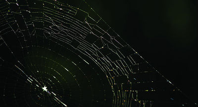 Teia_43-teias_cortada