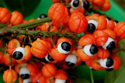 Amazonia