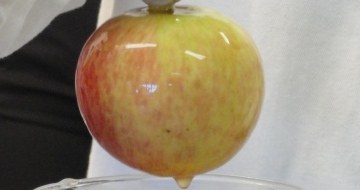 Bio