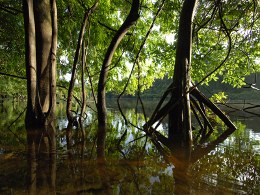 Amazonia1