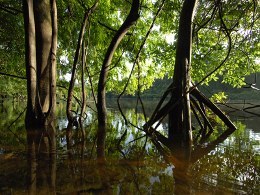Amazonia1