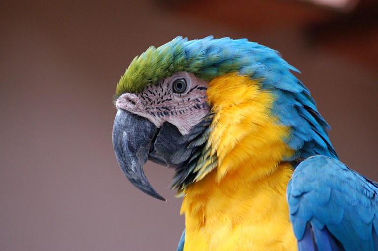 Arara1