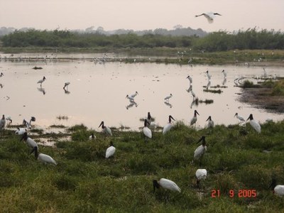 Pantanalpesquisasf